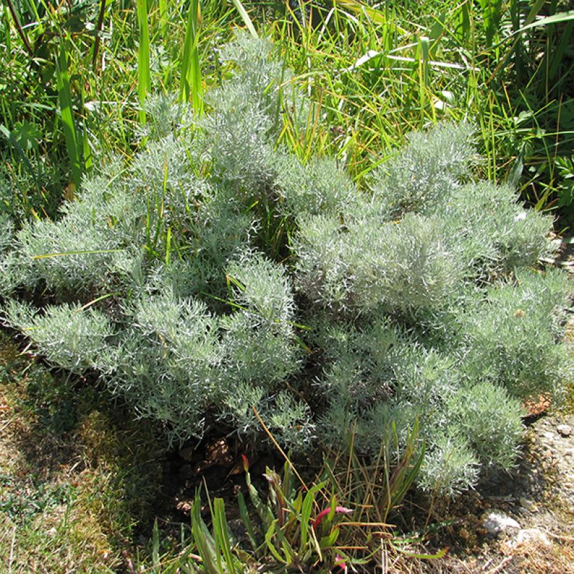 Artemisia alba Canescens - Alsem (Groeiplaats)