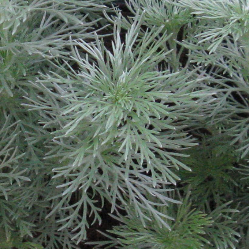 Artemisia schmidtiana Nana - Alsem (Blad)