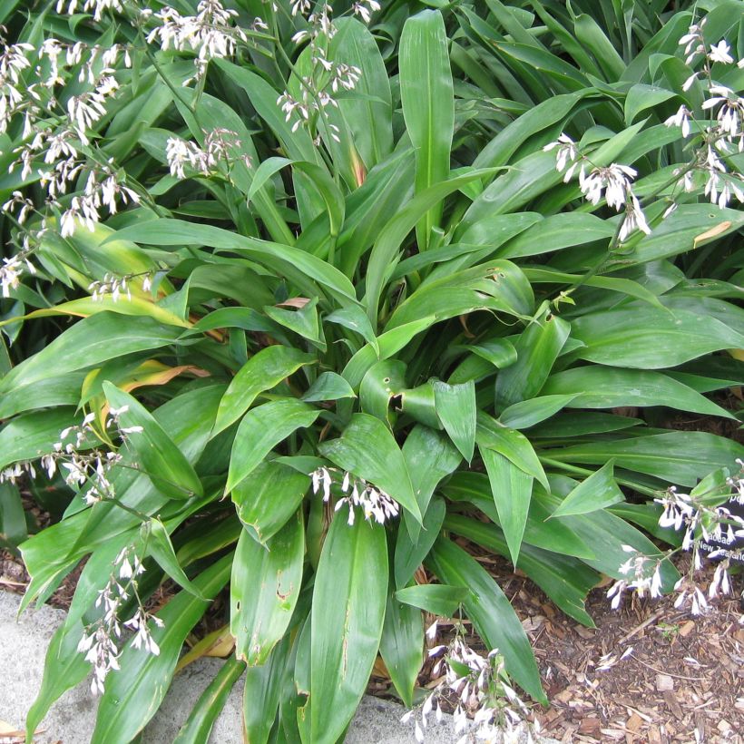 Arthropodium cirratum (Blad)