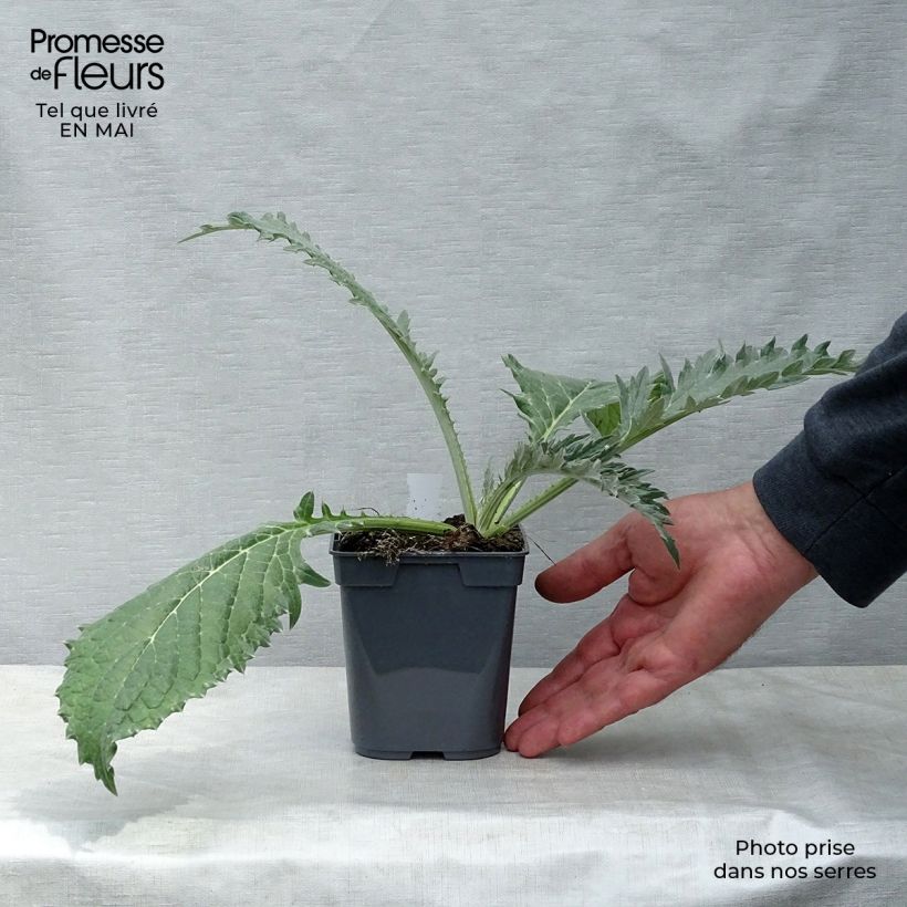 Exemplaar van Artisjok Grote groene van Laon- Cynara scolymus Kweekpotje van 7/8 cm zoals geleverd in de lente