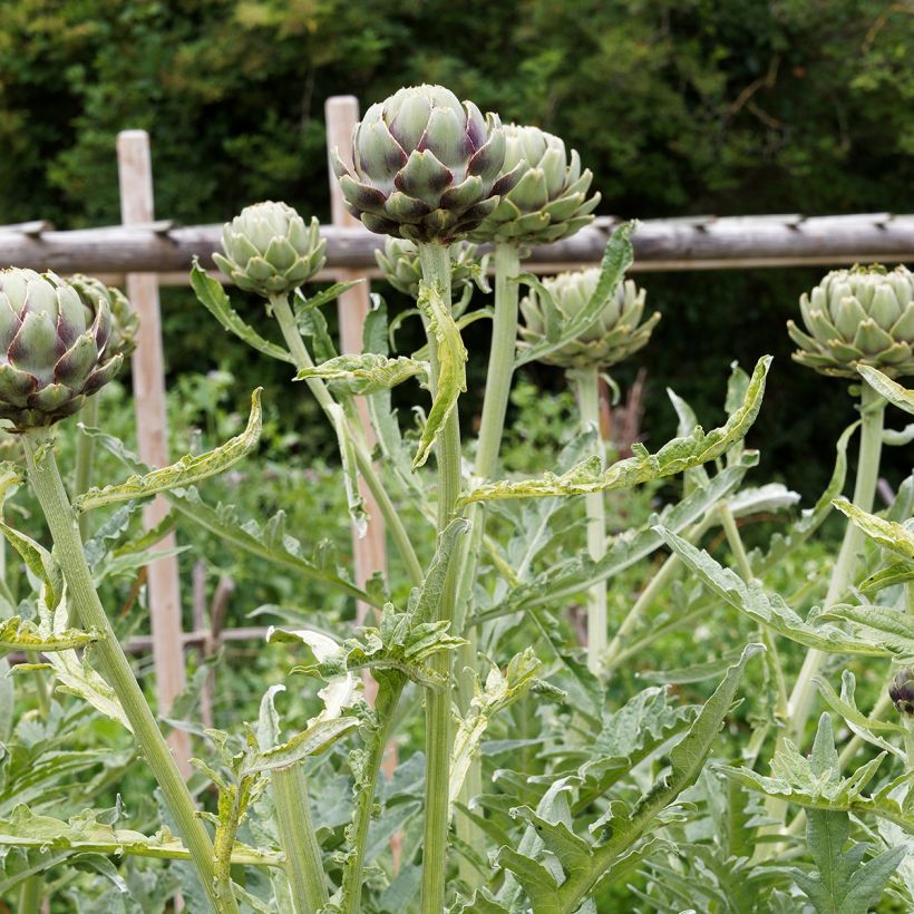 Artisjok Grote groene van Laon (Groeiplaats)