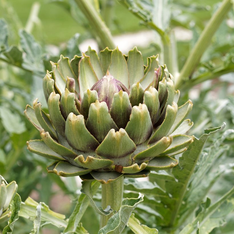 Artisjok Grote groene van Laon (Bloei)