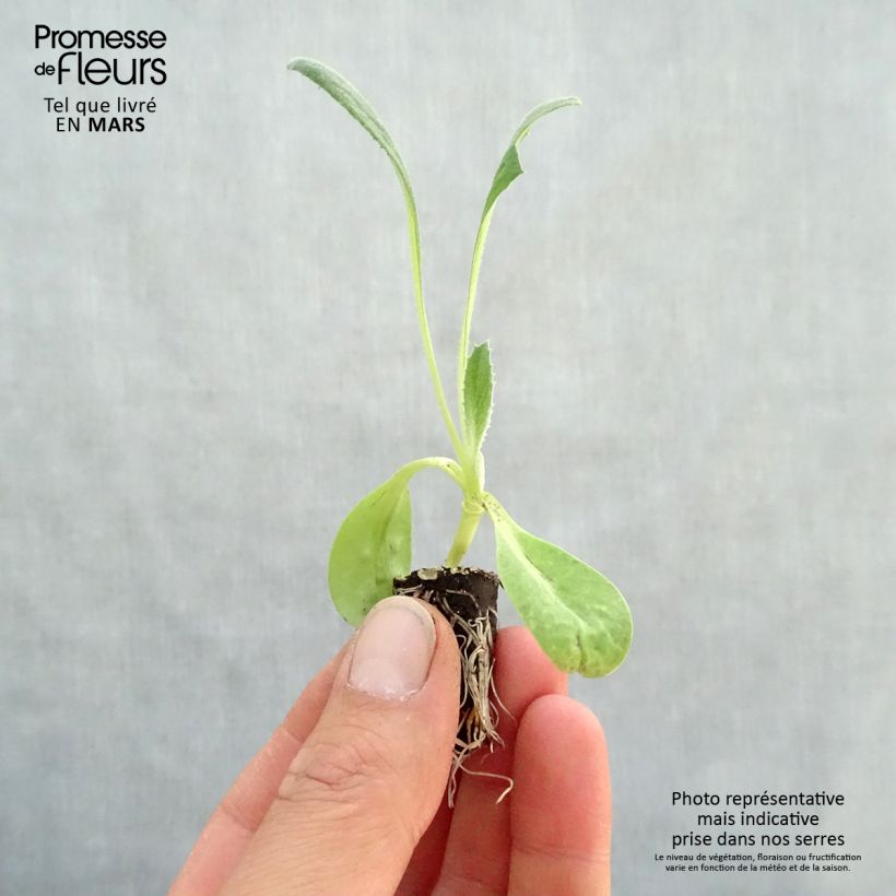 Example of Artisjok Imperial Star BIO Mini-mot Ø 1,5/2,5 cm as you get in printemps