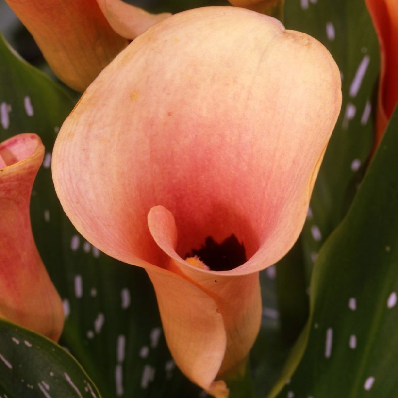 Calla Auckland - Aronskelk (Bloei)