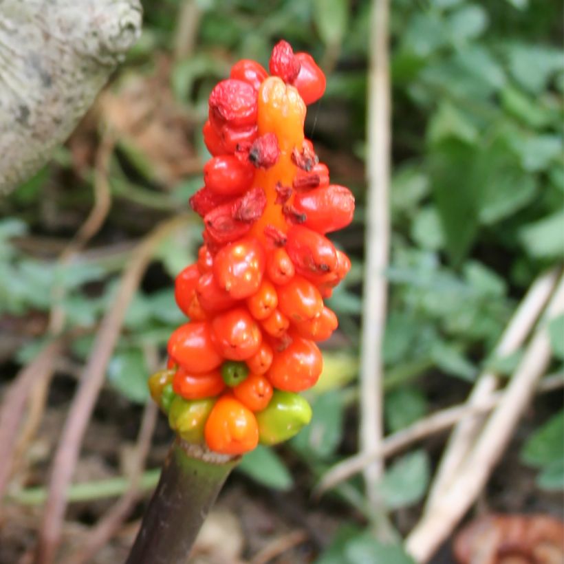Arum italicum - Italiaanse aronskelk (Oogst)