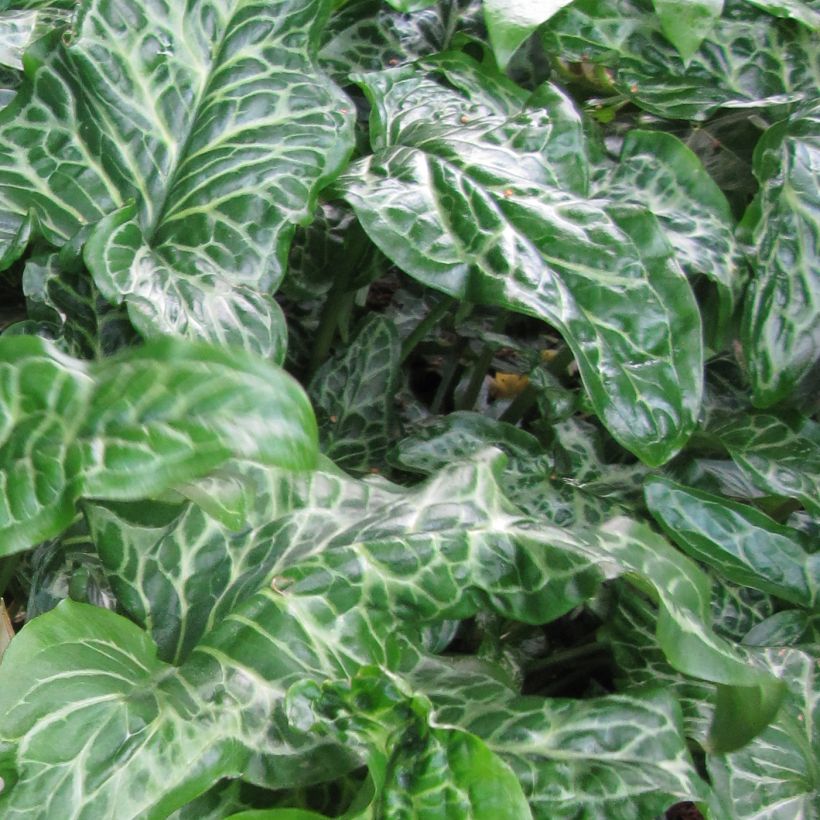 Arum italicum subsp. italicum Marmoratum - Italiaanse aronskelk (Blad)