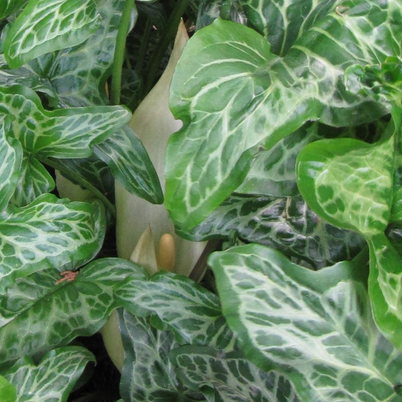 Arum italicum subsp. italicum Marmoratum - Italiaanse aronskelk (Bloei)
