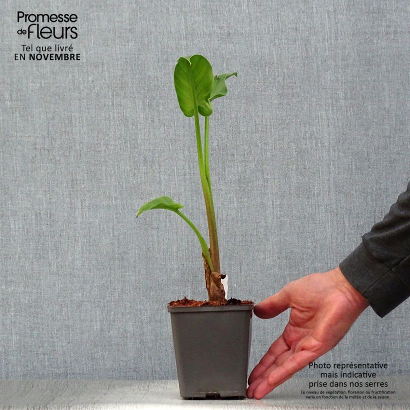 Exemplaar van Zantedeschia aethiopica - Witte aronskelk Kweekpotje van 8/9 cm zoals geleverd in de herfst