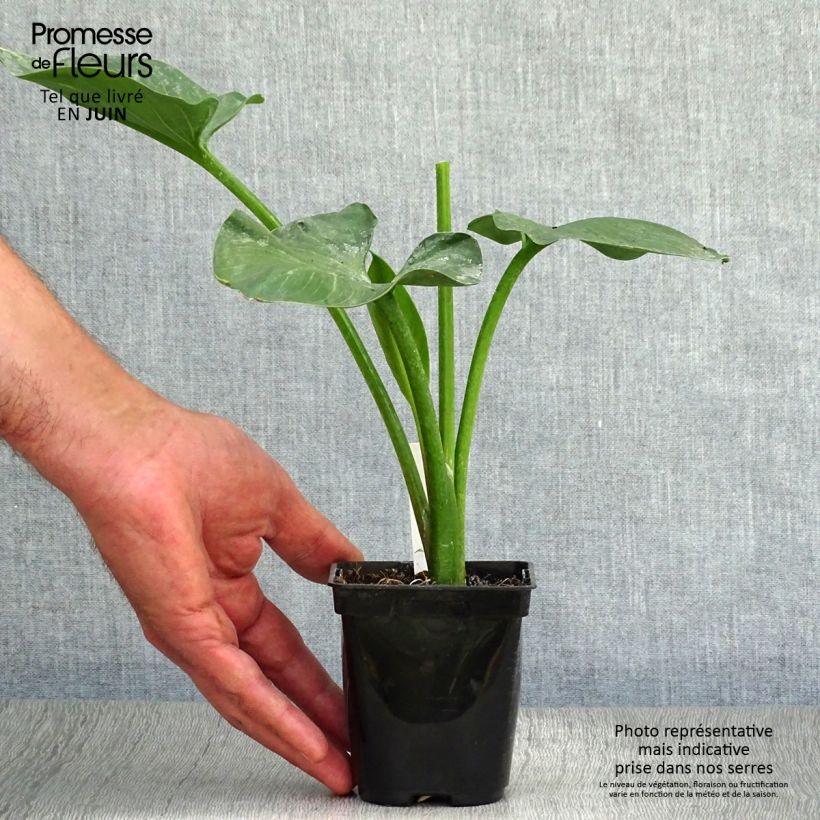 Exemplaar van Zantedeschia aethiopica - Witte aronskelk Kweekpotje van 8/9 cm zoals geleverd in de zomer