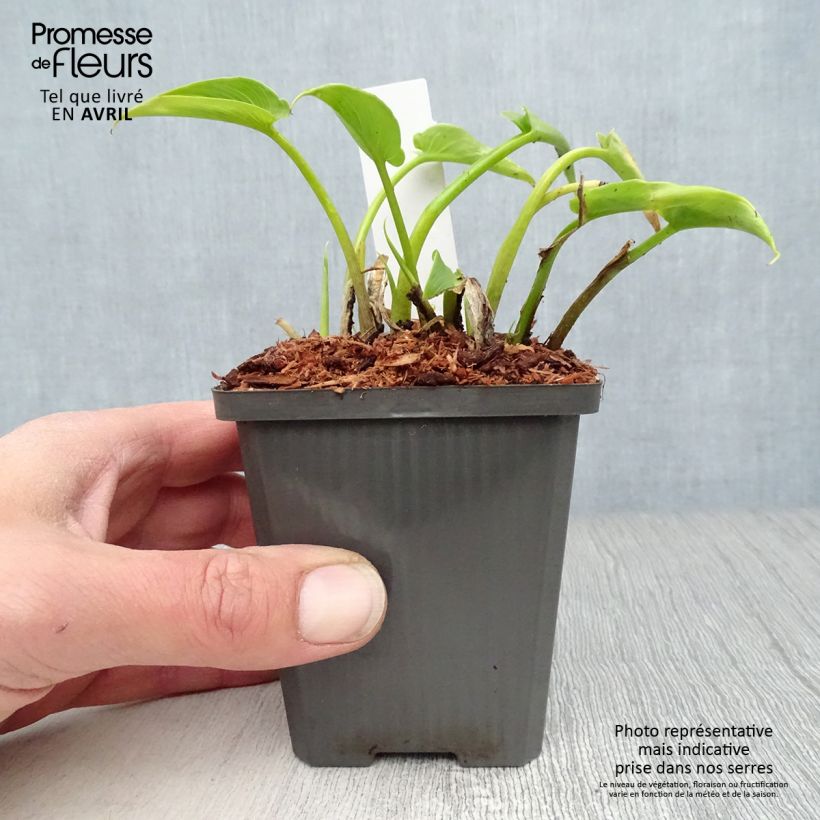 Exemplaar van Zantedeschia aethiopica - Witte aronskelk Kweekpotje van 8/9 cm zoals geleverd in de lente