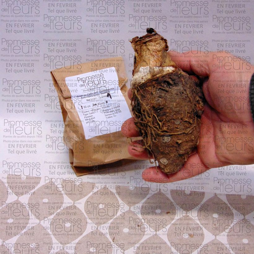 Voorbeeld van een exemplaar van Zantedeschia aethiopica Green Goddess - Witte aronskelk Bol kaliber 18/20 zoals geleverd