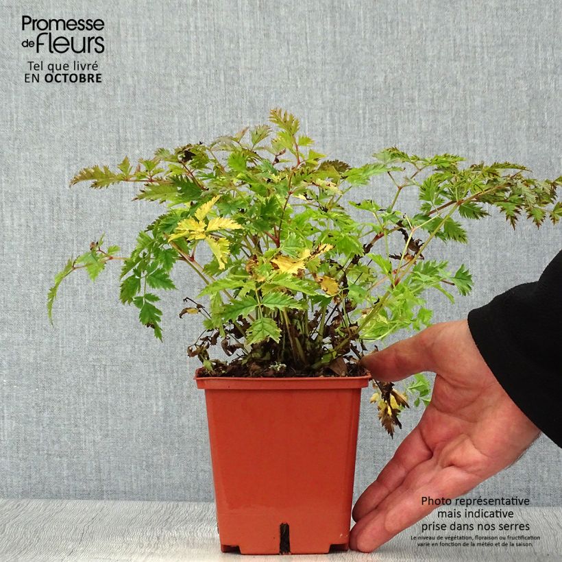 Exemplaar van Aruncus Chantilly Lace - Geitenbaard Pot van 1 l/1,5 l zoals geleverd in de herfst