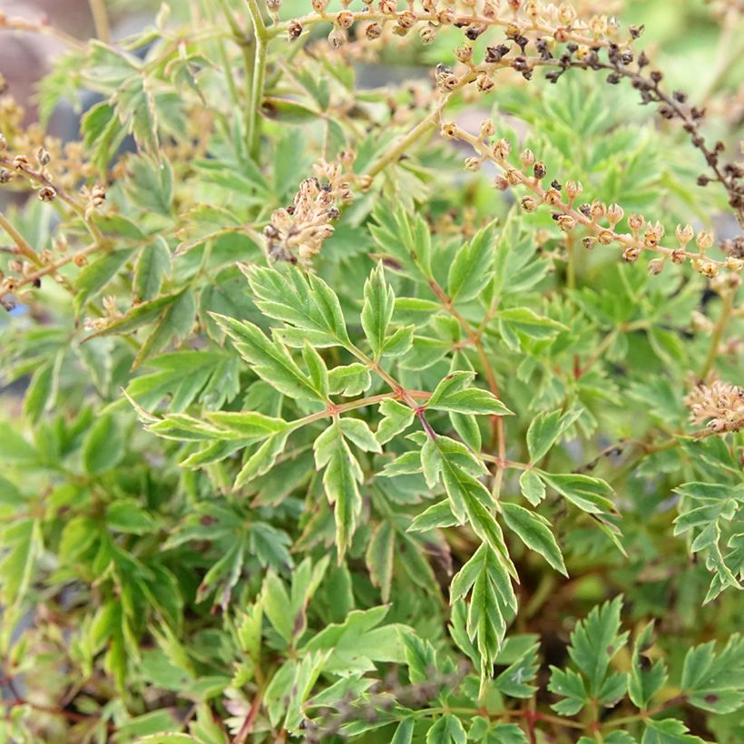 Aruncus dioicus x aethusifolius Guinea Fowl - Geitenbaard (Blad)