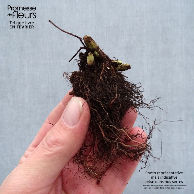 Exemplaar van Aruncus dioicus x aethusifolius Guinea Fowl - Geitenbaard Naakte wortel zoals geleverd in de winter