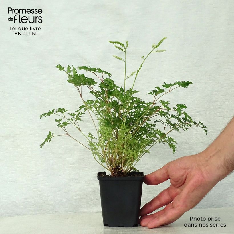 Exemplaar van Aruncus aethusifolius - Geitenbaard Kweekpotje van 8/9 cm zoals geleverd in de zomer