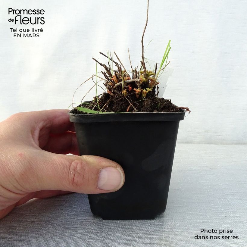 Exemplaar van Aruncus aethusifolius - Geitenbaard Kweekpotje van 8/9 cm zoals geleverd in de lente