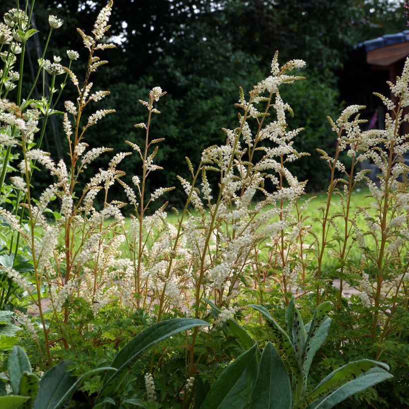 Aruncus aethusifolius - Geitenbaard (Groeiplaats)