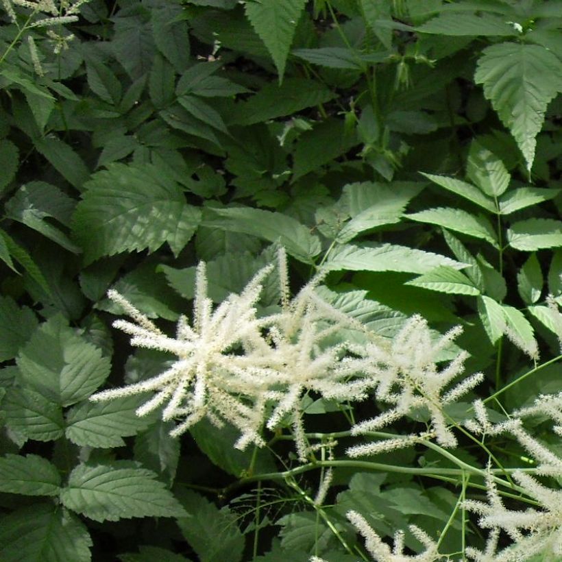 Aruncus dioïcus var. kamtschaticus - Geitenbaard (Blad)