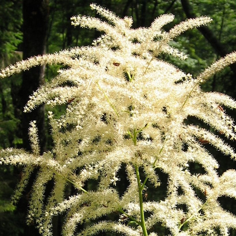 Aruncus dioïcus var. kamtschaticus - Geitenbaard (Bloei)