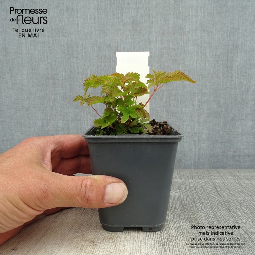 Exemplaar van Aruncus dioïcus var. kamtschaticus - Geitenbaard Kweekpotje van 8/9 cm zoals geleverd in de lente