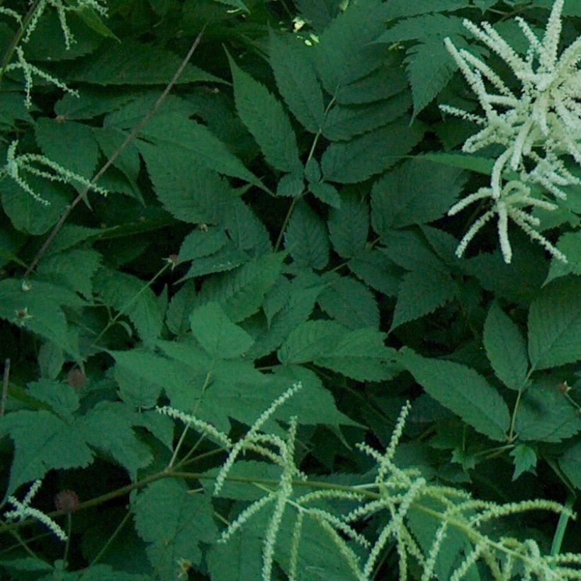 Aruncus dioïcus - Geitenbaard (Blad)