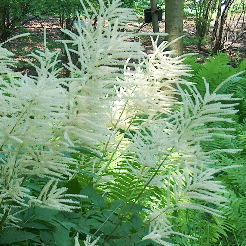 Aruncus dioïcus - Geitenbaard (Bloei)