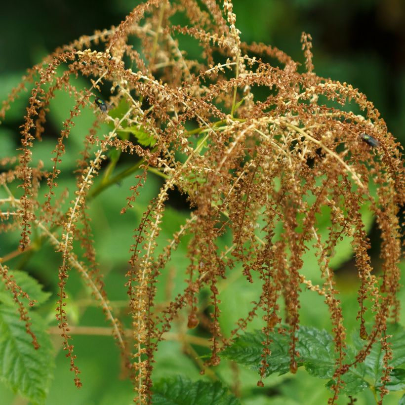 Aruncus dioïcus - Geitenbaard (Oogst)
