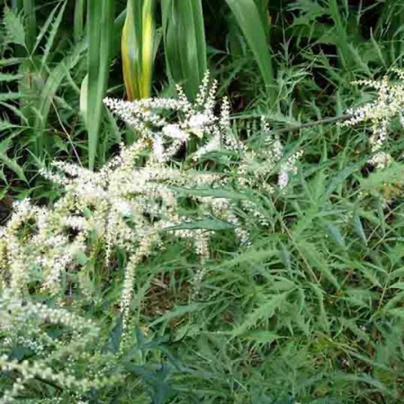 Aruncus dioïcus Kneiffii - Geitenbaard (Groeiplaats)