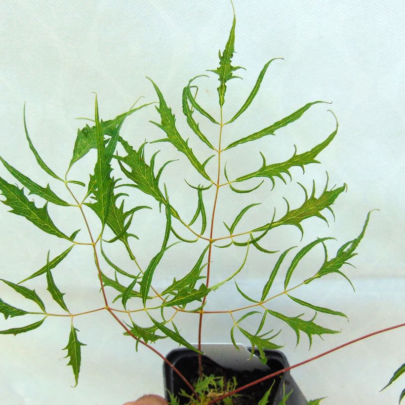 Aruncus dioïcus Kneiffii - Geitenbaard (Blad)