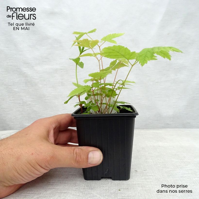 Example of Aruncus dioïcus sylvestris - Geitenbaard Kweekpotje van 7/8 cm as you get in printemps