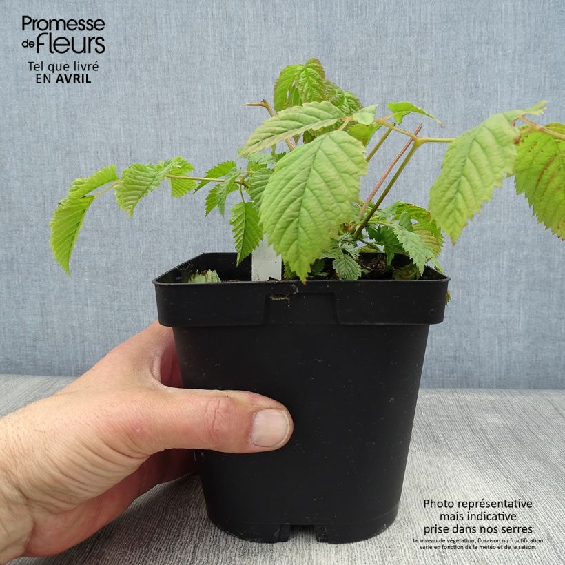 Example of Aruncus dioïcus sylvestris - Geitenbaard Pot van 2 l/3 l as you get in printemps