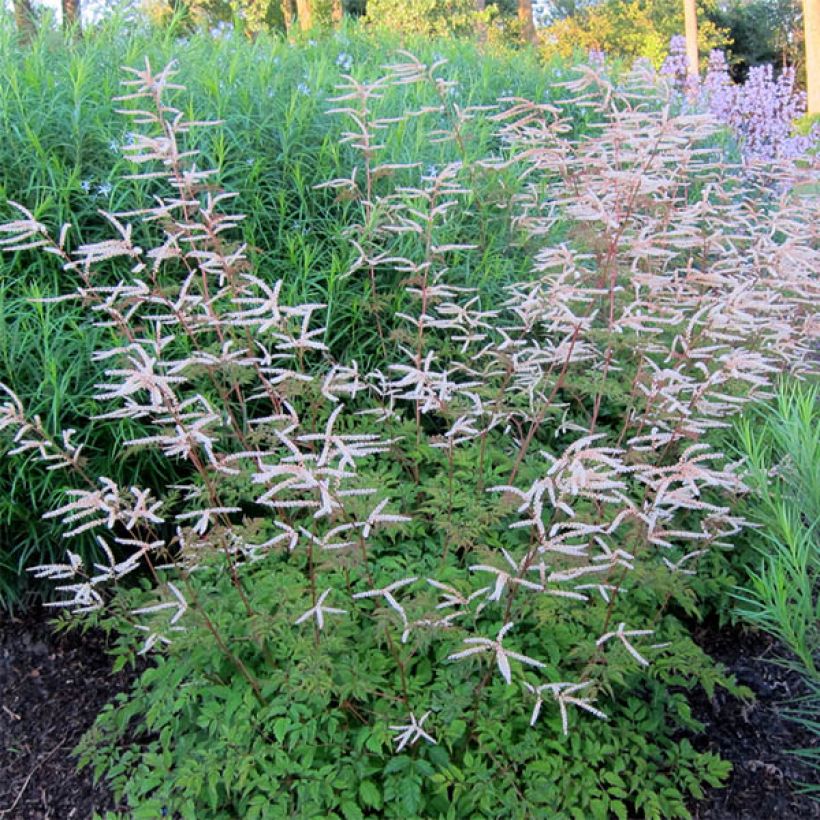 Aruncus aethusifolius x dioicus Horatio - Geitenbaard (Groeiplaats)