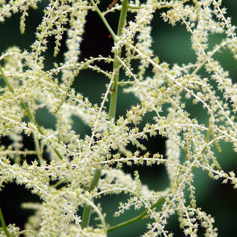 Aruncus aethusifolius x dioicus Misty Lace - Geitenbaard (Bloei)