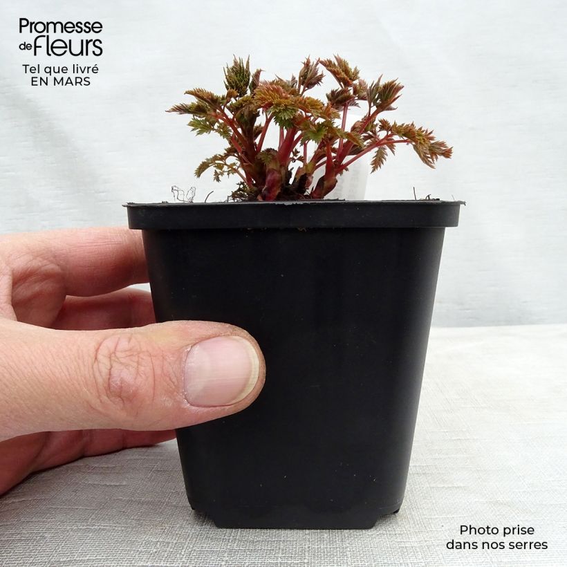 Exemplaar van Aruncus aethusifolius x dioicus Misty Lace - Geitenbaard Kweekpotje van 8/9 cm zoals geleverd in de lente