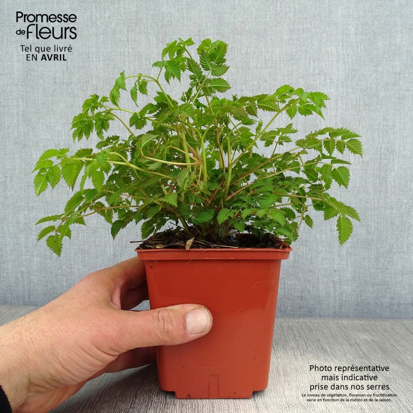 Exemplaar van Aruncus aethusifolius x dioicus Misty Lace - Geitenbaard Pot van 1 l/1,5 l zoals geleverd in de lente