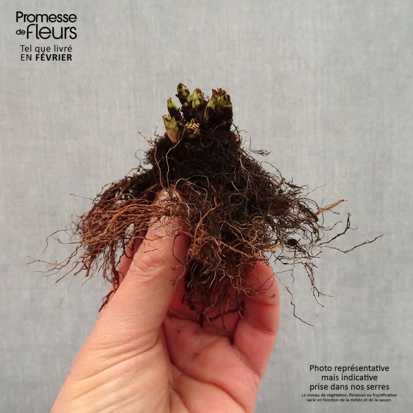 Exemplaar van Aruncus aethusifolius x dioicus Misty Lace - Geitenbaard Naakte wortel zoals geleverd in de winter