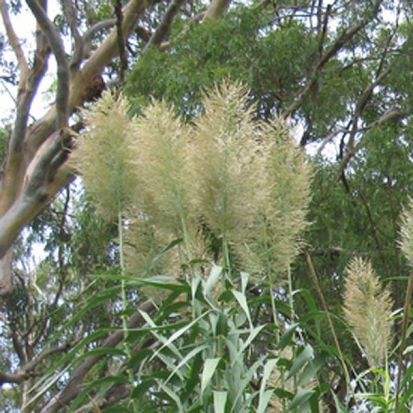 Arundo donax - Reuzenriet (Flowering)