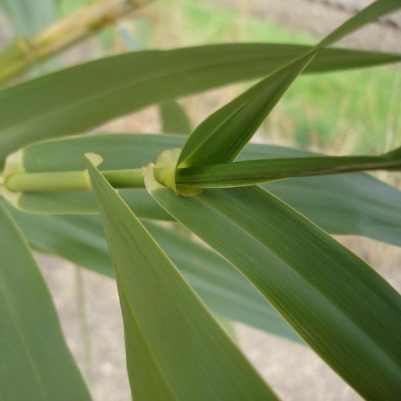 Arundo donax - Reuzenriet (Foliage)