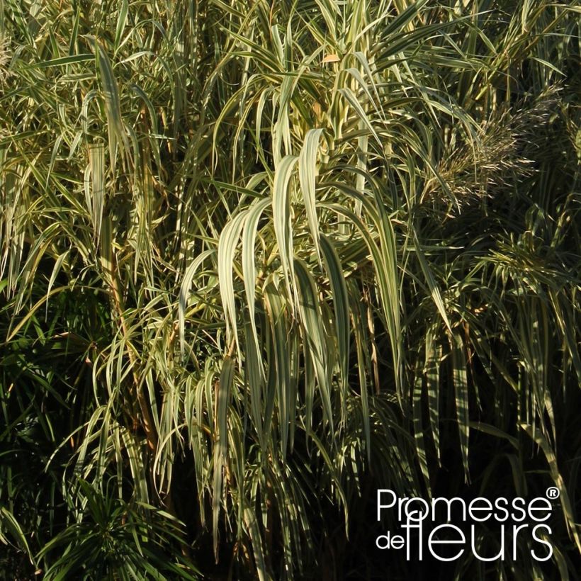 Arundo donax Aureovariegata - Reuzenriet (Foliage)