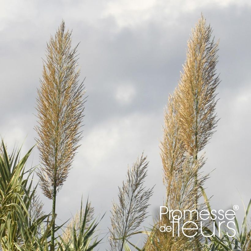 Arundo donax Aureovariegata - Reuzenriet (Flowering)