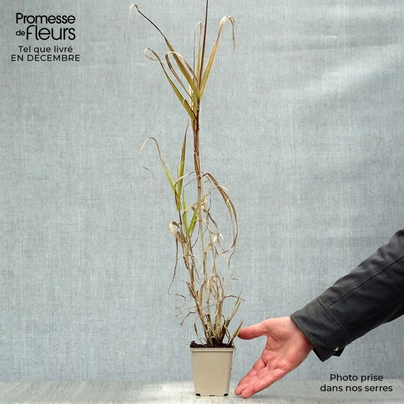 Example of Arundo donax Aureovariegata - Reuzenriet Kweekpotje van 8/9 cm as you get in hiver