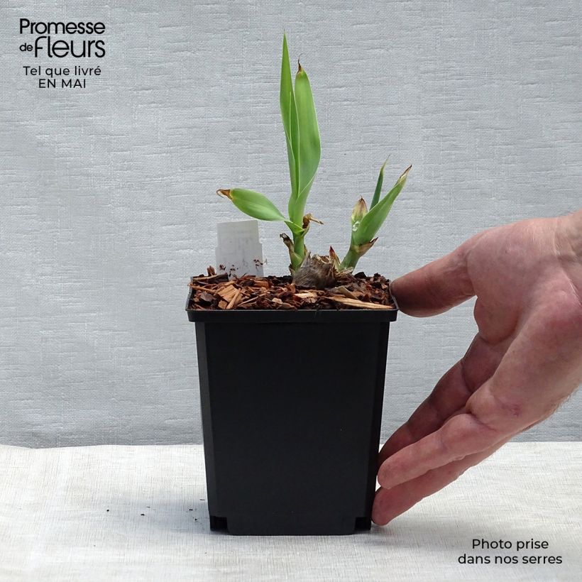 Example of Arundo donax - Reuzenriet Kweekpotje van 8/9 cm as you get in printemps