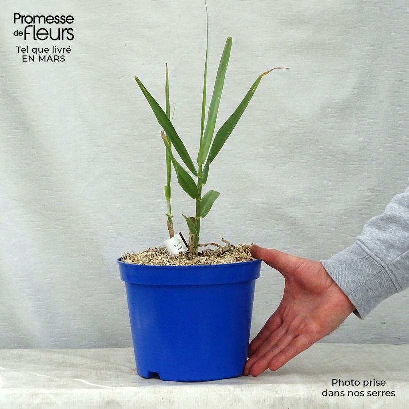 Example of Arundo donax - Reuzenriet Pot van 3 l/4 l as you get in printemps