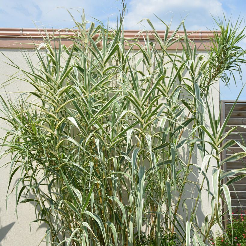 Arundo donax Ely - Reuzenriet (Groeiplaats)