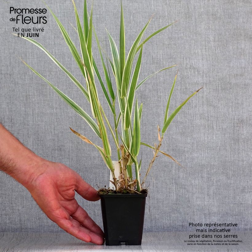 Exemplaar van Arundo donax Versicolor - Reuzenriet Kweekpotje van 8/9 cm zoals geleverd in de zomer