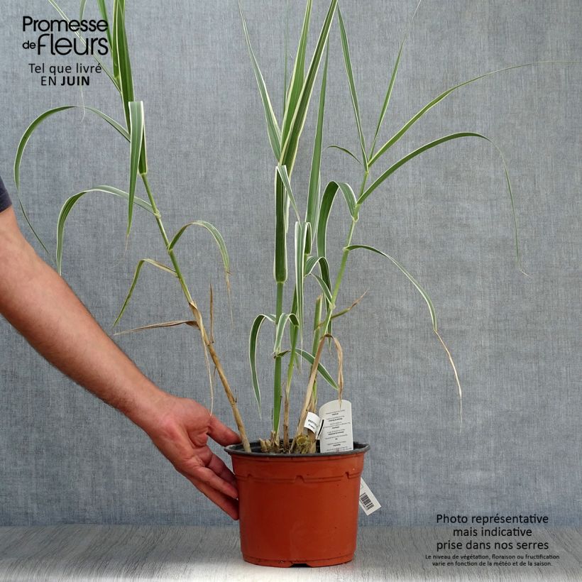 Exemplaar van Arundo donax Versicolor - Reuzenriet Pot van 3 l/4 l zoals geleverd in de zomer