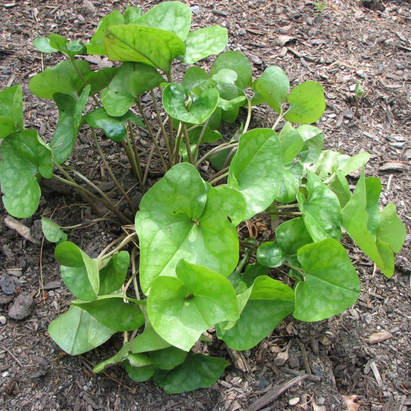 Asarum arifolium - Mansoor (Groeiplaats)