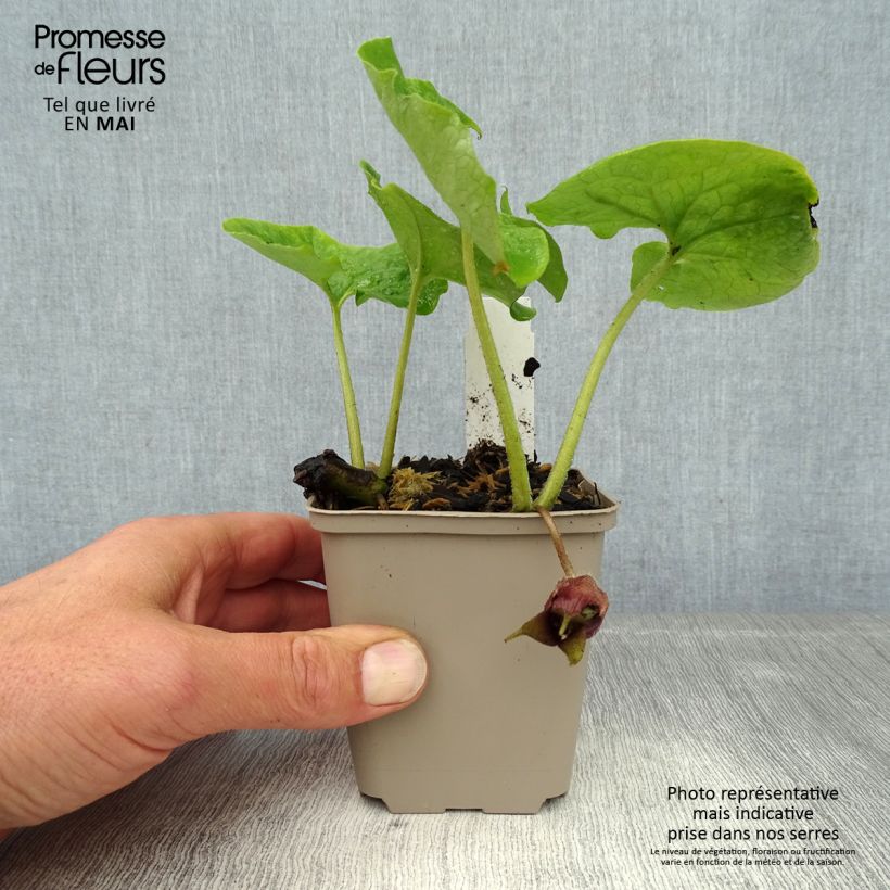 Exemplaar van Asarum canadense - Canadese mansoor Kweekpotje van 8/9 cm zoals geleverd in de lente