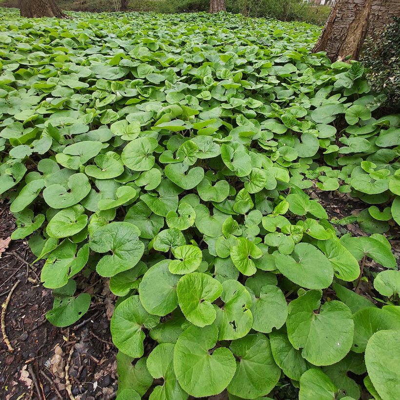 Asarum canadense - Canadese mansoor (Groeiplaats)