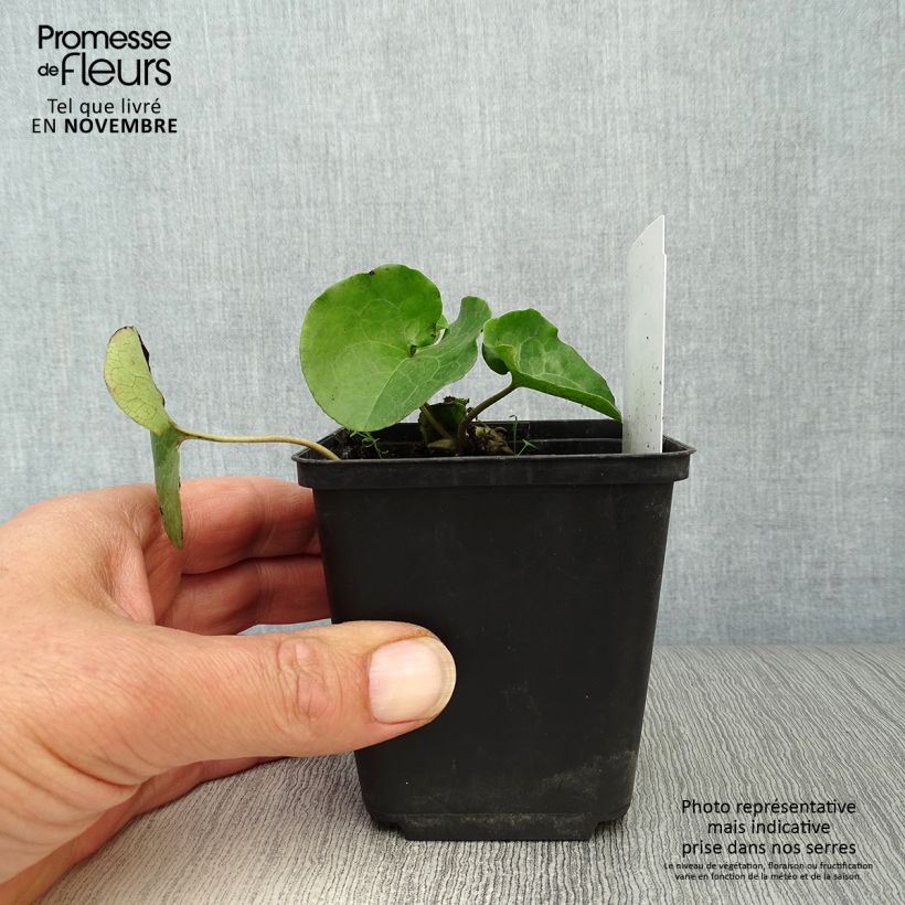 Exemplaar van Asarum europaeum - Mansoor Kweekpotje van 8/9 cm zoals geleverd in de herfst